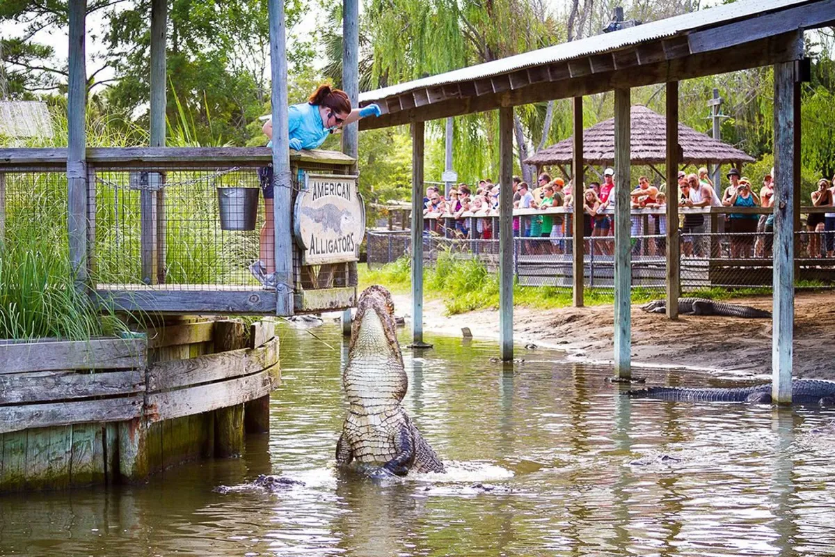 An exciting scene showing a crowd gathered around a sign reading 'American Alligators,' where a person feeds an alligator. The lush outdoor setting and group of spectators create a sense of family-friendly adventure and unique local attractions.